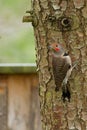 Northern Flicker (Colaptes auratus). Royalty Free Stock Photo