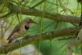 Northern Flicker (Colaptes auratus). Royalty Free Stock Photo