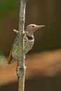 Northern Flicker (Colaptes auratus). Royalty Free Stock Photo