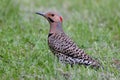 Northern Flicker Colaptes auratus Royalty Free Stock Photo