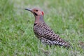 Northern Flicker Colaptes auratus