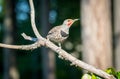 Northern flicker ` Colaptes auratus ` Royalty Free Stock Photo