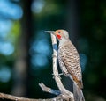 Northern flicker ` Colaptes auratus ` Royalty Free Stock Photo