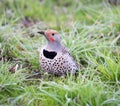 Northern Flicker (Colaptes auratus) male with muddy beak interrupted digging for food. Royalty Free Stock Photo