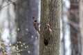 Northern flicker Colaptes auratus Royalty Free Stock Photo
