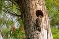 Northern flicker Colaptes auratus at the entrance of itÃ¢â¬â¢s nest in a pine tree Royalty Free Stock Photo