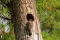 Northern flicker Colaptes auratus at the entrance of itÃ¢â¬â¢s nest in a pine tree Royalty Free Stock Photo