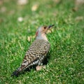 Northern Flicker Colaptes, auratus, hunting for food on green grass Royalty Free Stock Photo