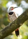 Flicker Woodpecker