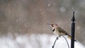 Northern Flicker - Colaptes auratus Royalty Free Stock Photo