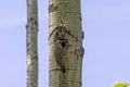 The Northern flicker (Colaptes auratus) Royalty Free Stock Photo