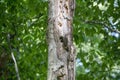 The Northern flicker Colaptes auratus nesting in Wisconsin Royalty Free Stock Photo