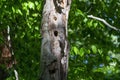 The Northern flicker Colaptes auratus Royalty Free Stock Photo