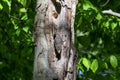 The Northern flicker Colaptes auratus Royalty Free Stock Photo