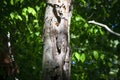 The Northern flicker Colaptes auratus Royalty Free Stock Photo