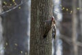 Northern flicker Colaptes auratus Royalty Free Stock Photo