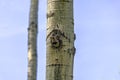 The Northern flicker (Colaptes auratus) Royalty Free Stock Photo