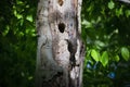 The Northern flicker Colaptes auratus Royalty Free Stock Photo