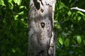 The Northern flicker Colaptes auratus Royalty Free Stock Photo