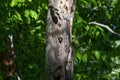 The Northern flicker Colaptes auratus Royalty Free Stock Photo