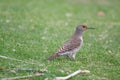 Northern Flicker (Colaptes auratus)