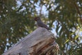 Northern flicker Colaptes auratus 1 Royalty Free Stock Photo