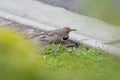 Northern flicker feeding and resting on ground Royalty Free Stock Photo