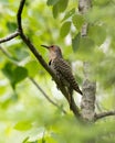 Northern Flicker Yellow-shafted Photo. Female bird perched on a branch with green blur background in its environment and habitat Royalty Free Stock Photo