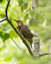 Northern Flicker Yellow-shafted Photo. Female bird perched on a branch with green blur background in its environment and habitat Royalty Free Stock Photo