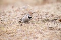 Northern Flicker - Female - Typical Pose on Ground Royalty Free Stock Photo