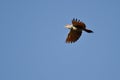 Northern Flicker Flying in a Blue Sky Royalty Free Stock Photo
