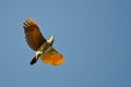 Northern Flicker Flying in a Clear Blue Sky Royalty Free Stock Photo