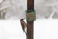 Northern flicker up at the suet feeder getting some food in the snow