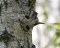 Northern Flicker Yellow-shafted Photo. Head shot close-up view in its nest cavity entrance, in its environment and habitat
