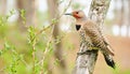 Northern Flicker in its natural environment , generated by AI Royalty Free Stock Photo