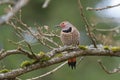 Northern flicker resting on tree branch Royalty Free Stock Photo