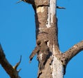 Northern flicker resting on tree branch Royalty Free Stock Photo