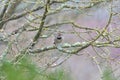 Northern flicker resting on tree branch Royalty Free Stock Photo