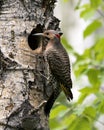 Northern Flicker Yellow-shafted Photo. Male bird close-up view looking in its cavity nest entrance, in its environment and habitat