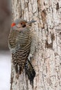 Northern Flicker