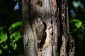 The Northern flicker Colaptes auratus nesting in Wisconsin Royalty Free Stock Photo