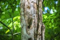 The Northern flicker Colaptes auratus nesting in Wisconsin Royalty Free Stock Photo