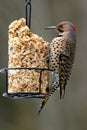 Northern Flicker on Peanut Feeder - Colaptes auratus