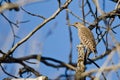 Northern Flicker Perched on a Branch in a Tree