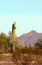 Northern Flicker perched on a Saguaro cactus Royalty Free Stock Photo