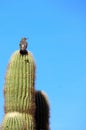 Northern Flicker perched on a Saguaro cactus Royalty Free Stock Photo