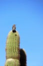 Northern Flicker perched on a Saguaro cactus Royalty Free Stock Photo