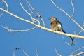 Northern Flicker Perched in a Tree Royalty Free Stock Photo
