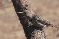 Northern Flicker Red-shafted, female