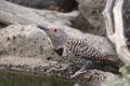 Northern Flicker Red-shafted, male colaptus auratus
